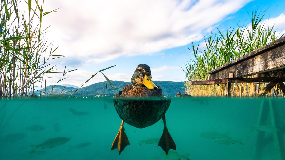 Einfache Sprache Diese Tiere gibt es im Wörthersee